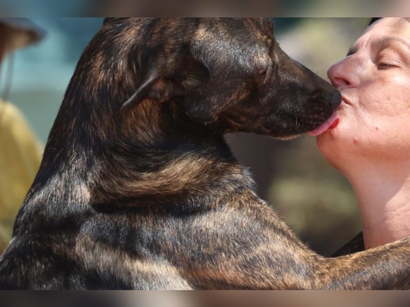 Electra - unentdeckte Traumhündin für aktive Menschen