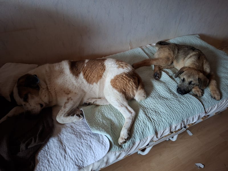 Zauberhafte Frohnatur Lias wartet bei Frankfurt a.M.