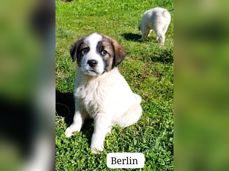 Berlin - möchte die Welt erobern! Mit Ihnen?