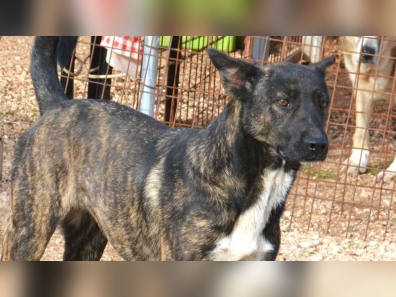 Electra - unentdeckte Traumhündin für aktive Menschen