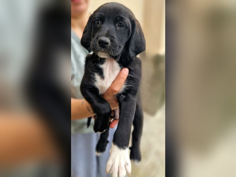 Felipe - kleiner Herzensbrecher