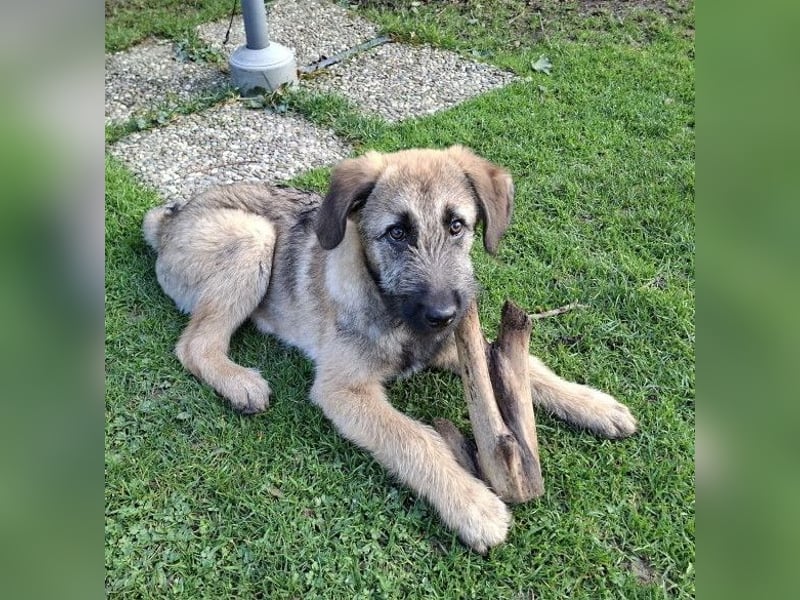 Zauberhafte Frohnatur Lias wartet bei Frankfurt a.M.