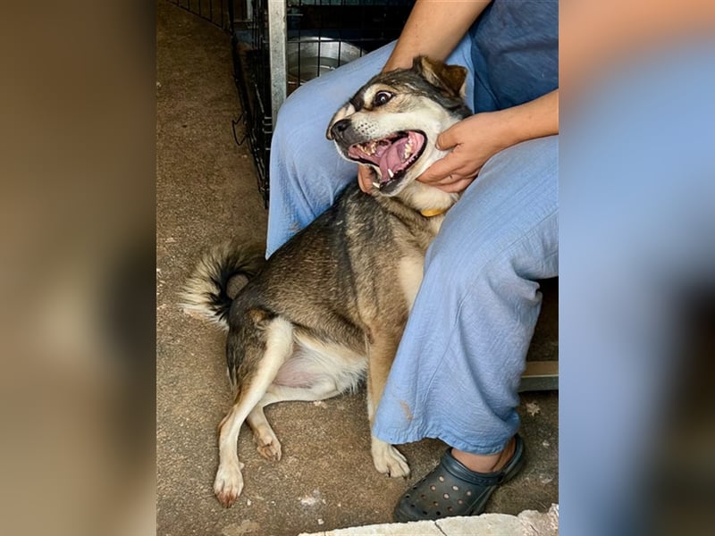 Bastian - Verschmust, verspielt, verliebt in Bälle