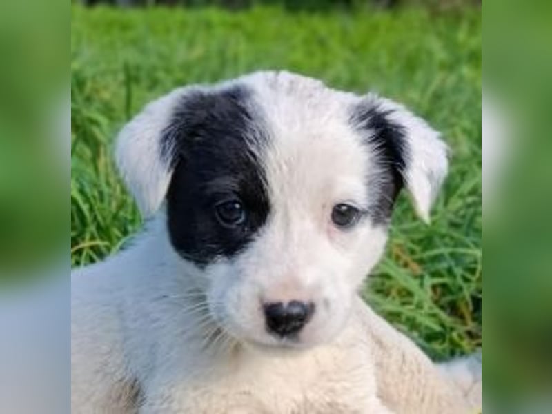 Boubou - wo darf ich einziehen?