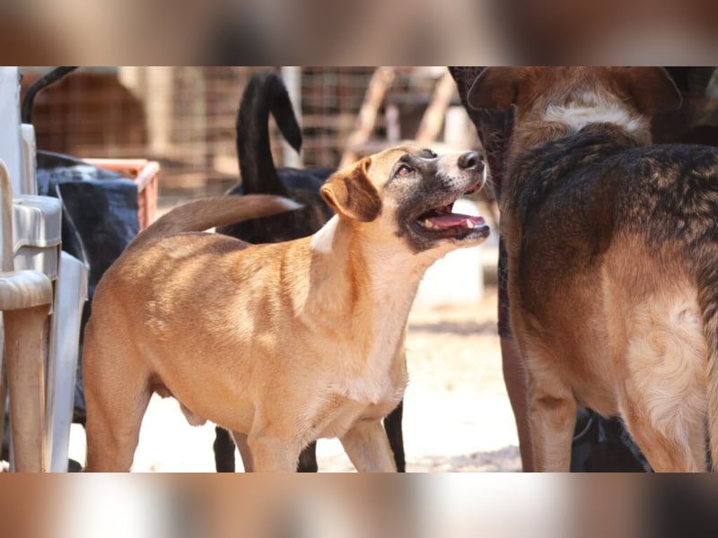 Rocco - als Spielzeug angeschafft und schnell im Hinterhof an der Kette vergessen