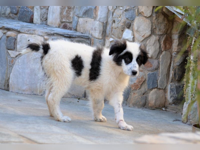 Ben - Spielen und Küsschen-Verteilen sind seine Lieblingsbeschäftigungen.
