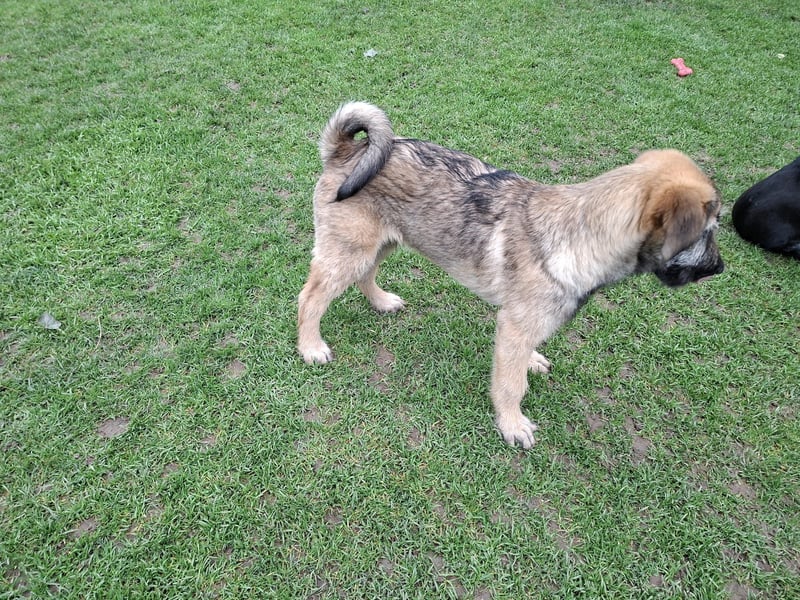 Zauberhafte Frohnatur Lias wartet bei Frankfurt a.M.