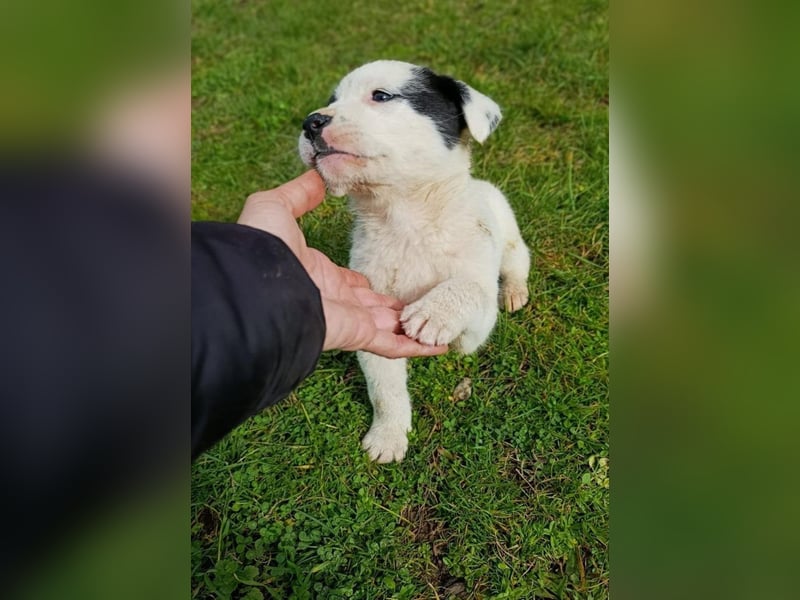 Boubou - wo darf ich einziehen?