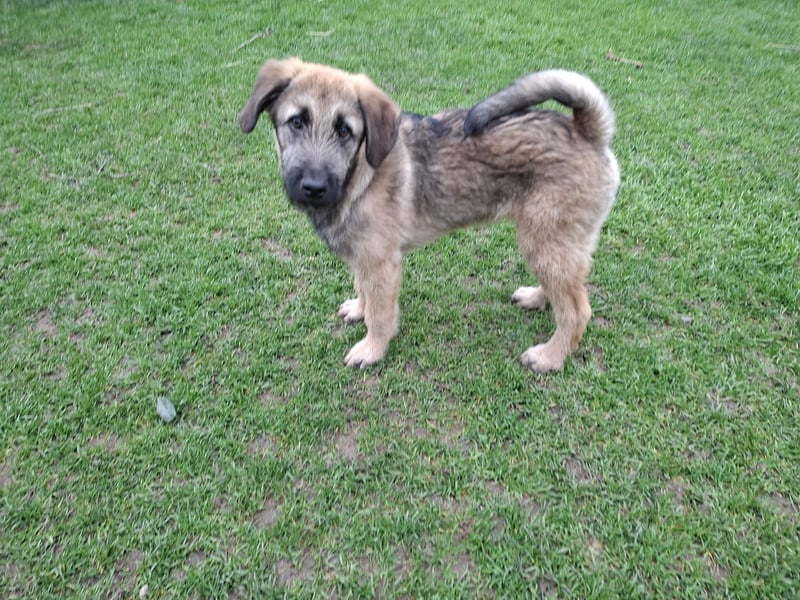 Zauberhafte Frohnatur Lias wartet bei Frankfurt a.M.