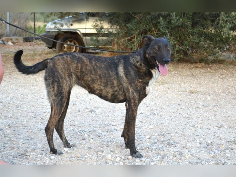 Electra - unentdeckte Traumhündin für aktive Menschen