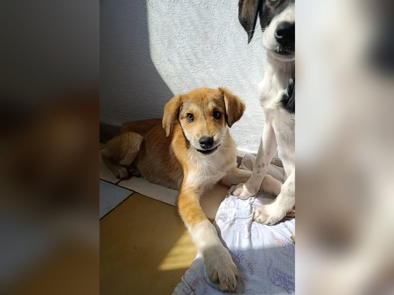 Palma - zu wem darf ich gehören?