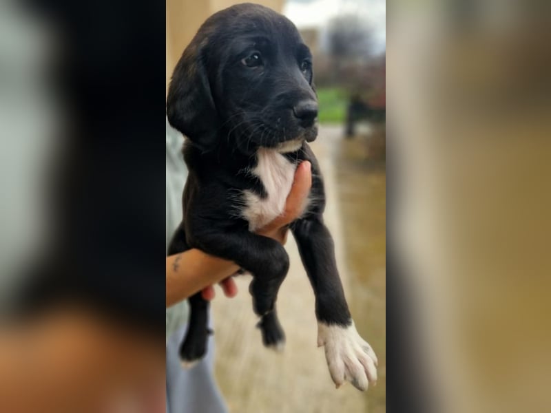 Felipe - kleiner Herzensbrecher