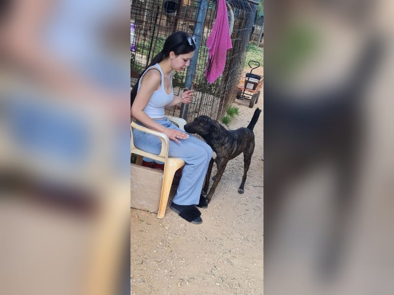 Electra - unentdeckte Traumhündin für aktive Menschen