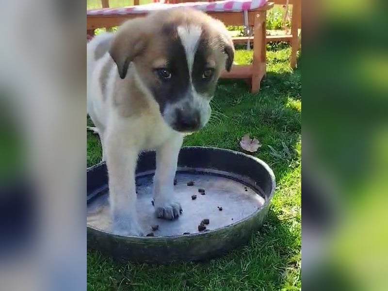 Kylia - eines von elf kleinen „bunten“, fröhlichen Fellbällchen