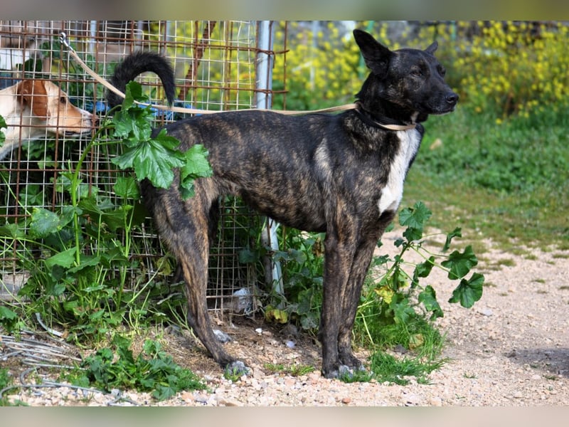 Electra - unentdeckte Traumhündin für aktive Menschen