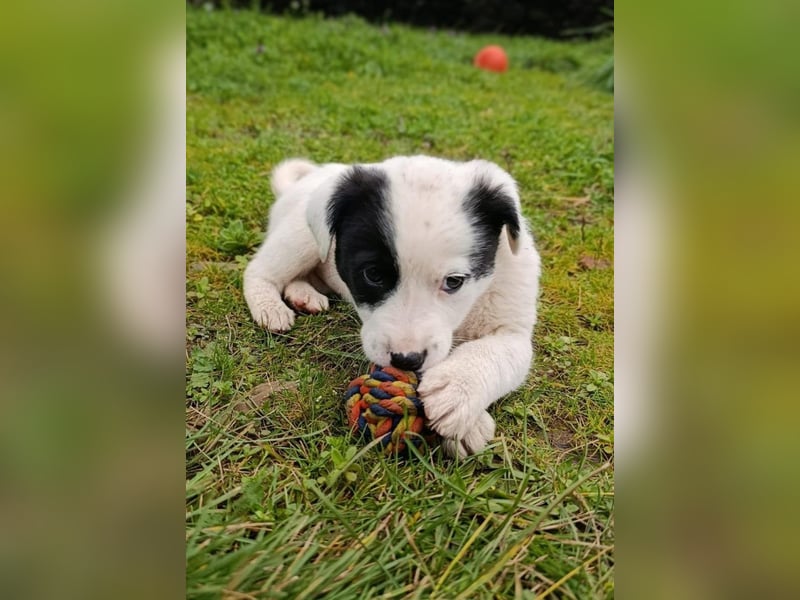 Boubou - wo darf ich einziehen?