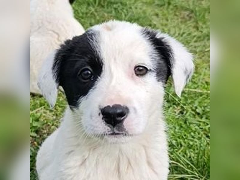 Boubou - wo darf ich einziehen?