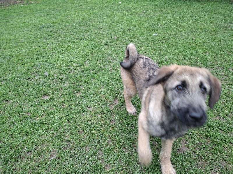 Zauberhafte Frohnatur Lias wartet bei Frankfurt a.M.
