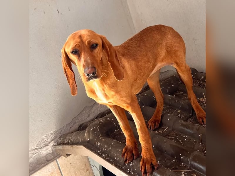 Velvet - liebevolle Laufhund-Mischlingshündin sucht ihr Glück