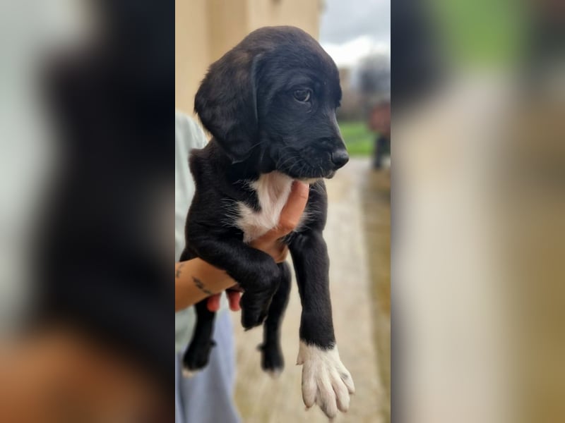 Felipe - kleiner Herzensbrecher