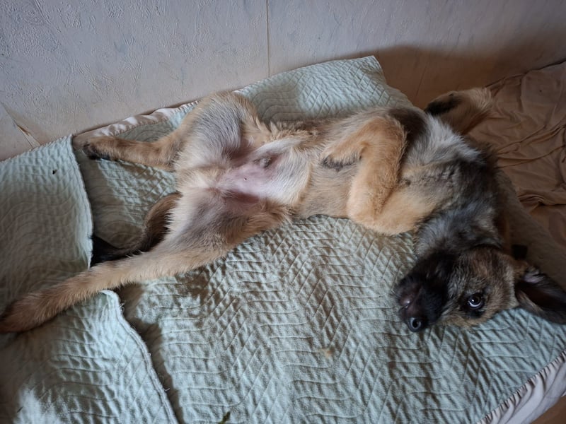 Zauberhafte Frohnatur Lias wartet bei Frankfurt a.M.