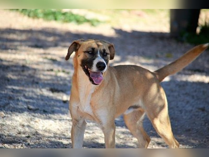 Rocco - als Spielzeug angeschafft und schnell im Hinterhof an der Kette vergessen