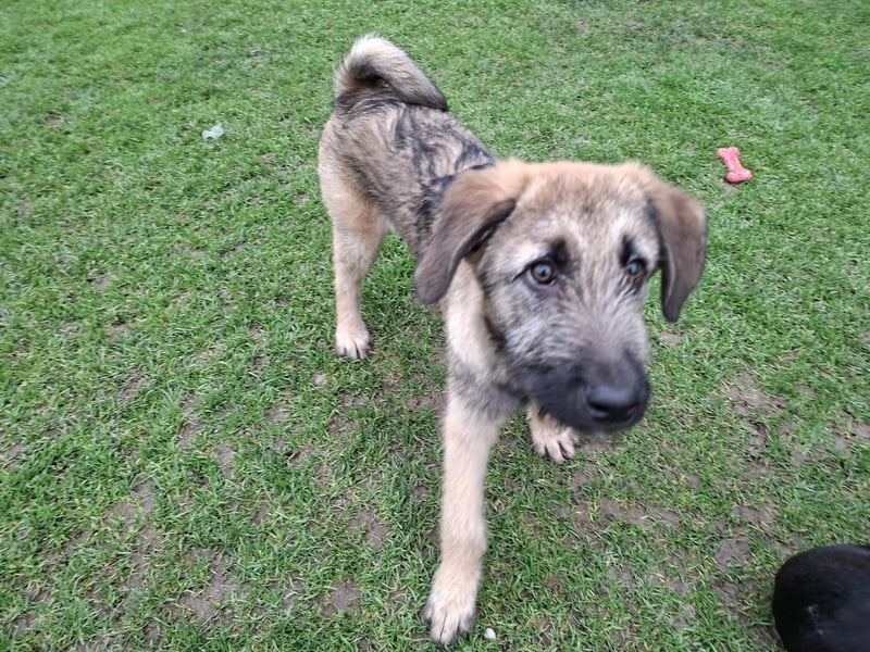 Zauberhafte Frohnatur Lias wartet bei Frankfurt a.M.