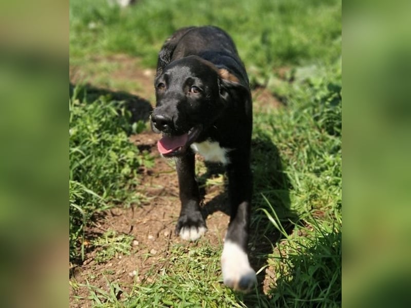 Felipe - kleiner Herzensbrecher