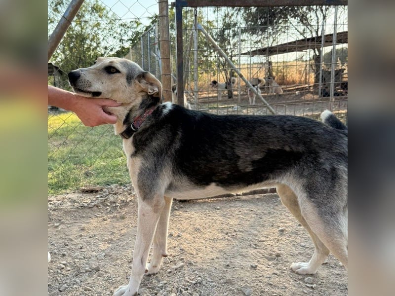 Balu-Demi - eine echte Bereicherung!