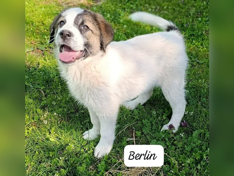 Berlin - möchte die Welt erobern! Mit Ihnen?