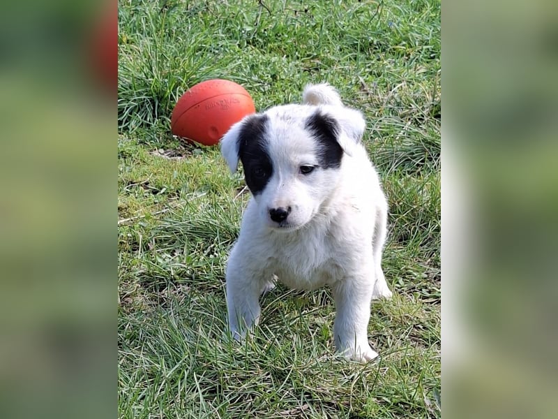 Boubou - wo darf ich einziehen?