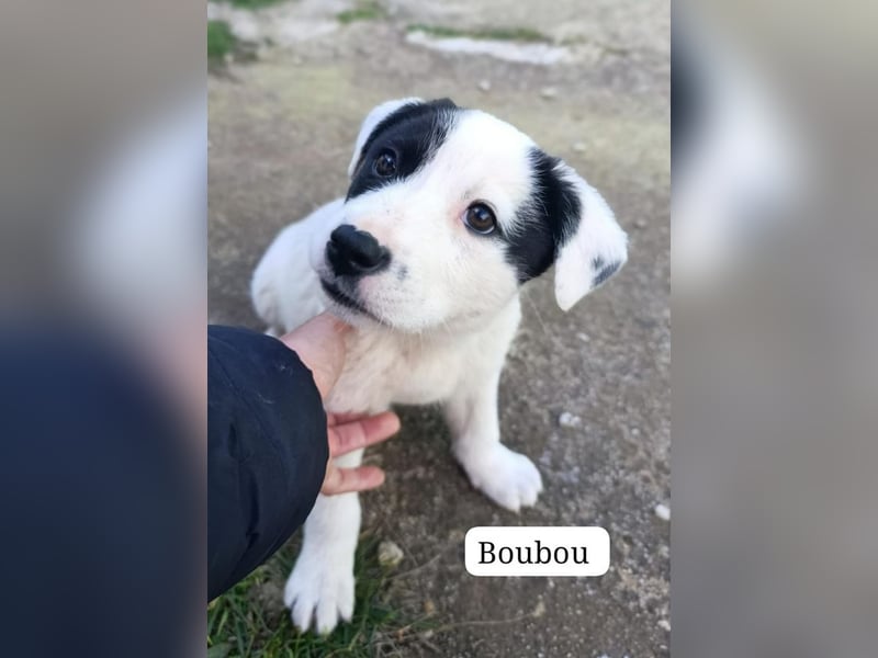 Boubou - wo darf ich einziehen?