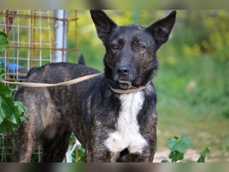 Electra - unentdeckte Traumhündin für aktive Menschen