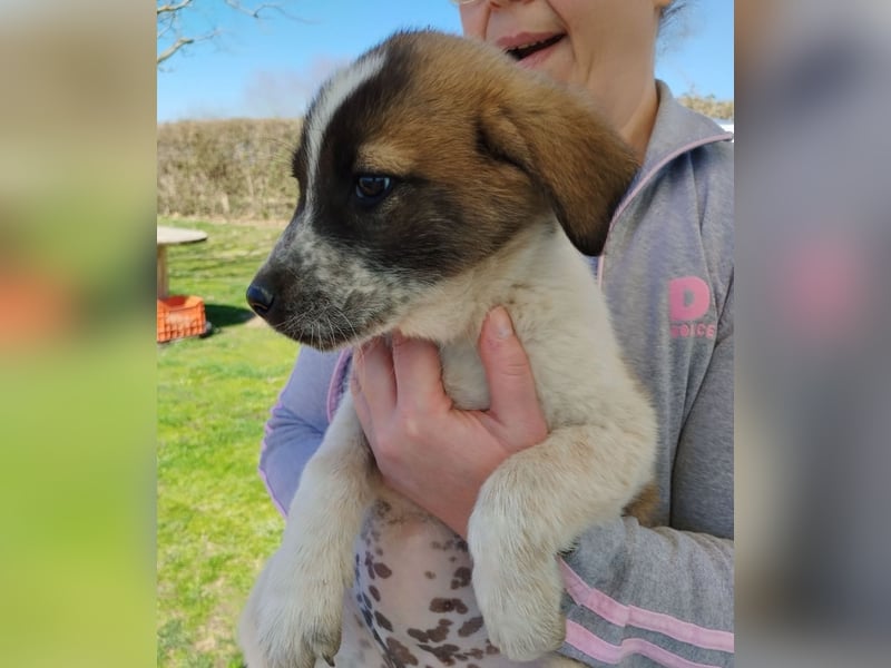 Kylia - eines von elf kleinen „bunten“, fröhlichen Fellbällchen