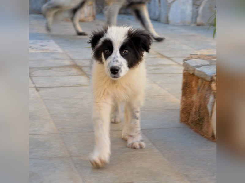 Ben - Spielen und Küsschen-Verteilen sind seine Lieblingsbeschäftigungen.