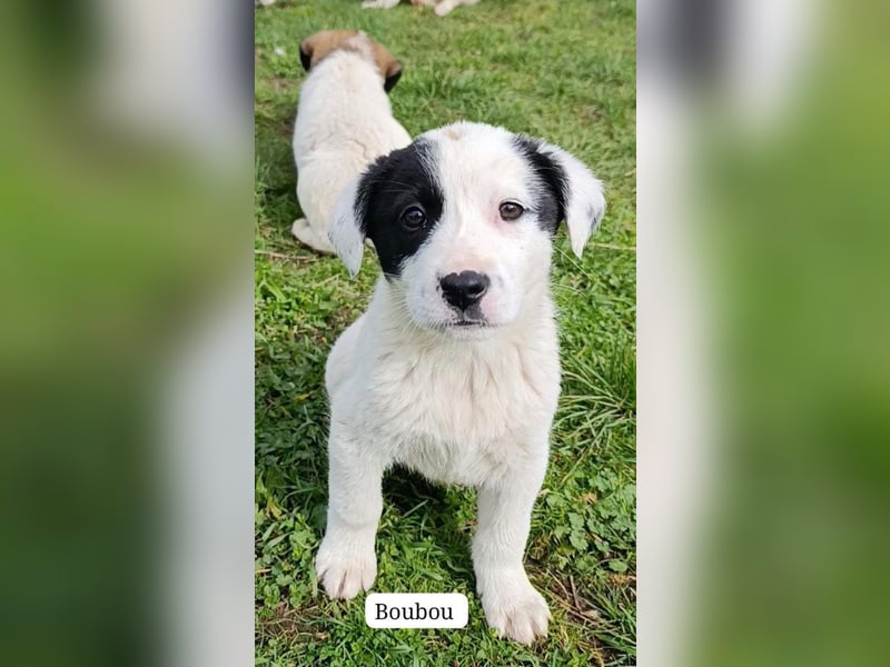 Boubou - wo darf ich einziehen?