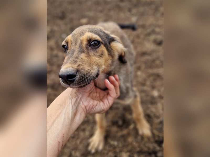 Matheo - wurde mit seinen Geschwistern an einer sehr stark befahrenen Straße geboren