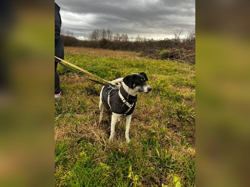 Lola K  - ein Hundemädchen zum verlieben