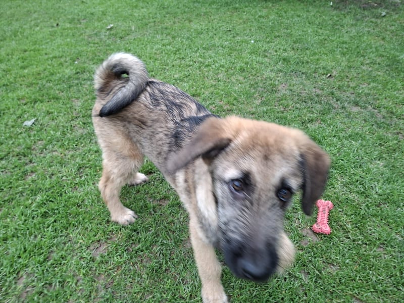Zauberhafte Frohnatur Lias wartet bei Frankfurt a.M.