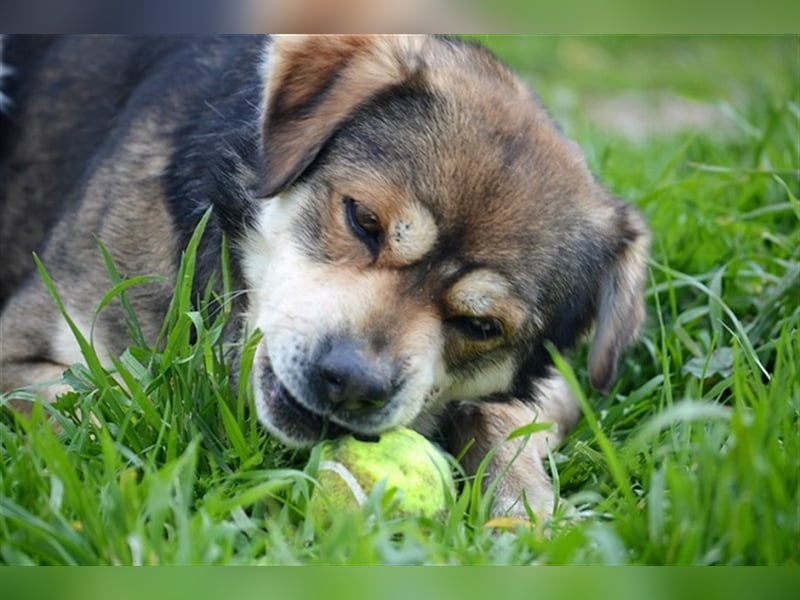 Bastian - Verschmust, verspielt, verliebt in Bälle