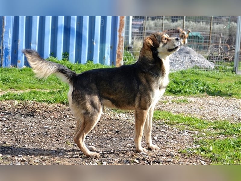 Bastian - Verschmust, verspielt, verliebt in Bälle