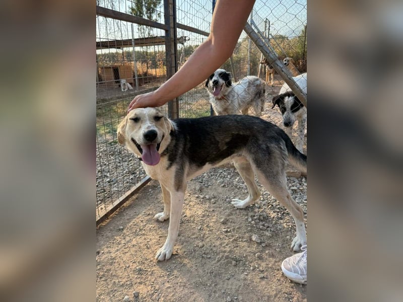 Balu-Demi - eine echte Bereicherung!