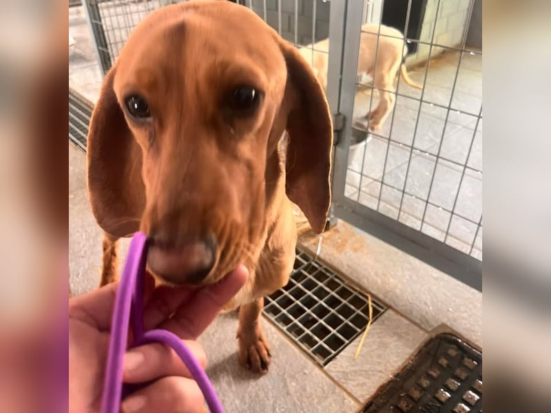 Velvet - liebevolle Laufhund-Mischlingshündin sucht ihr Glück