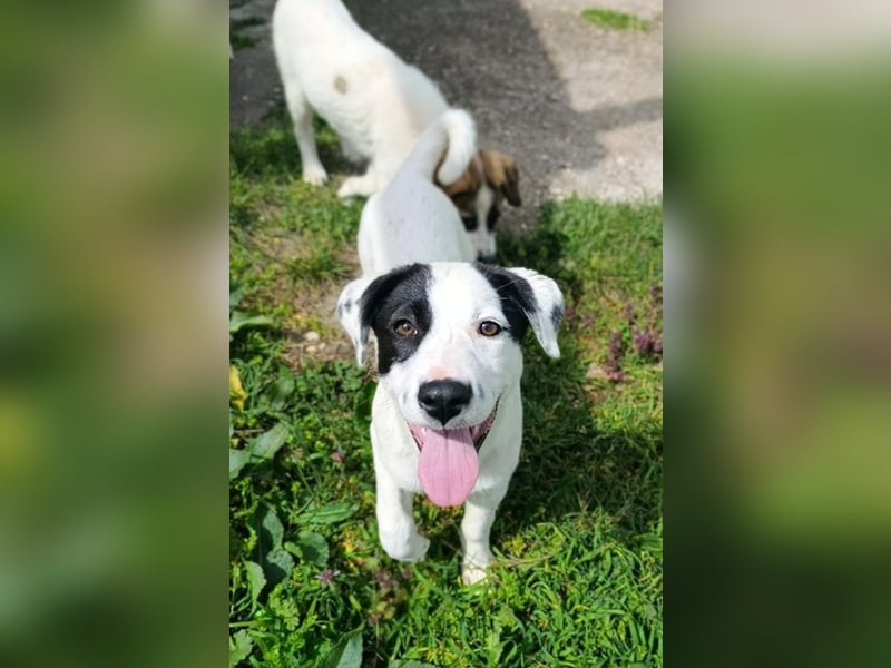 Boubou - wo darf ich einziehen?