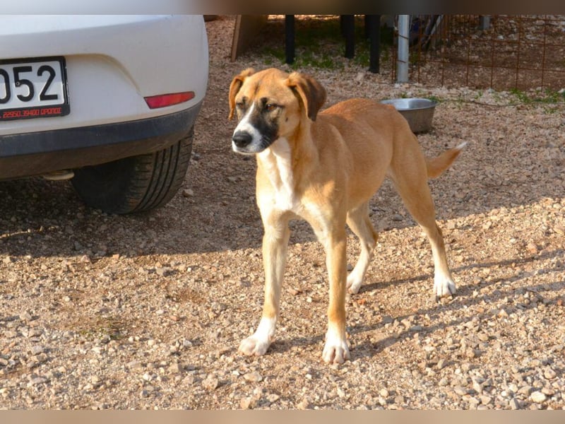 Rocco - als Spielzeug angeschafft und schnell im Hinterhof an der Kette vergessen