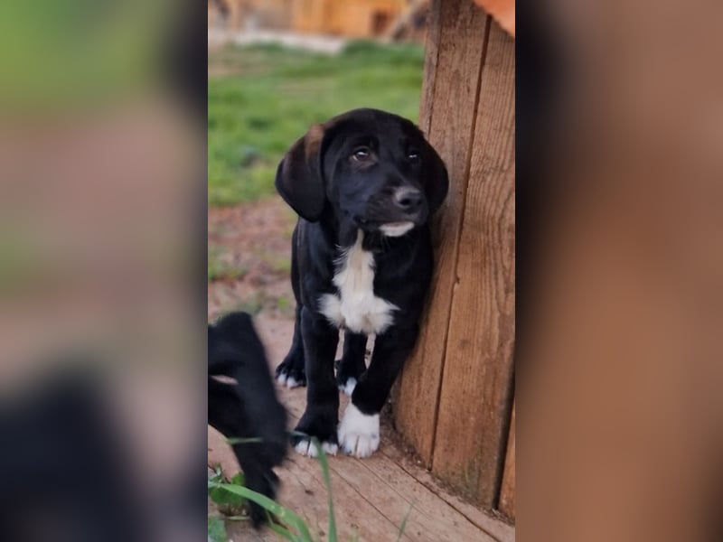 Felipe - kleiner Herzensbrecher