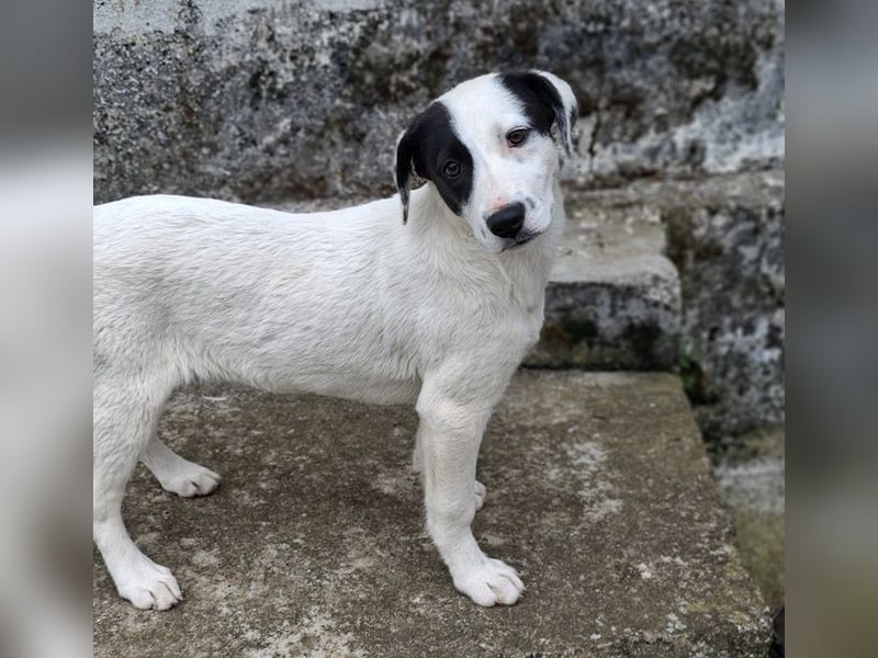 Boubou - wo darf ich einziehen?