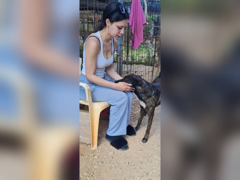 Electra - unentdeckte Traumhündin für aktive Menschen