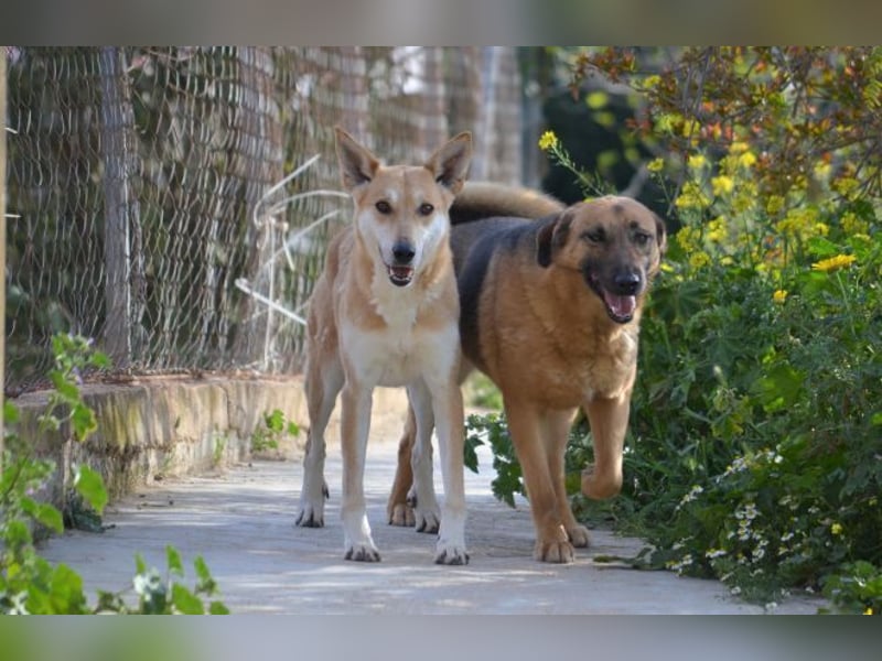 Saya - nach 7 Jahren jetzt eine tolle Verwandlung!