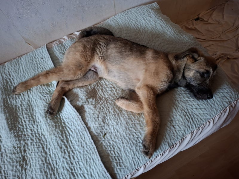 Zauberhafte Frohnatur Lias wartet bei Frankfurt a.M.